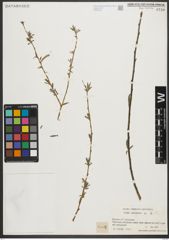 Foto von Salix purpurea L.